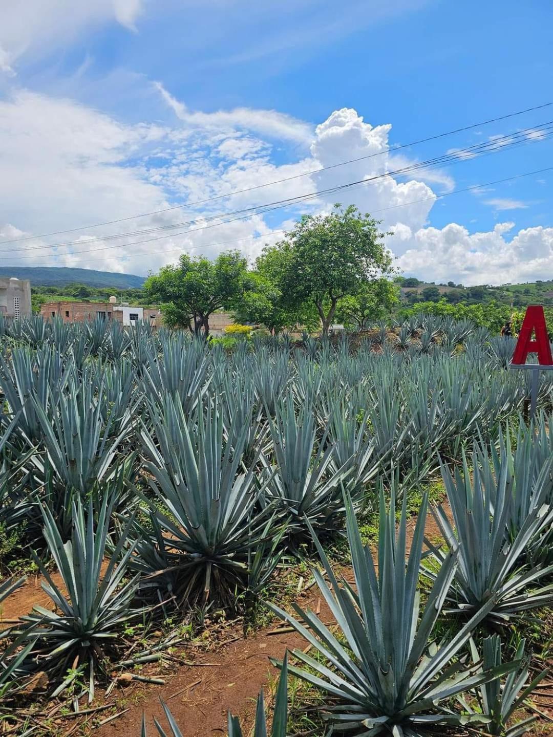 Hotel "El Origen" Tequila Exterior photo